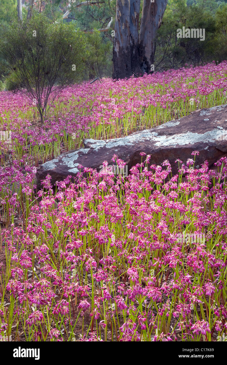garland lilies (Calostemma purpureum), Flinder Ranges National Park, South Australia, Australia Stock Photo