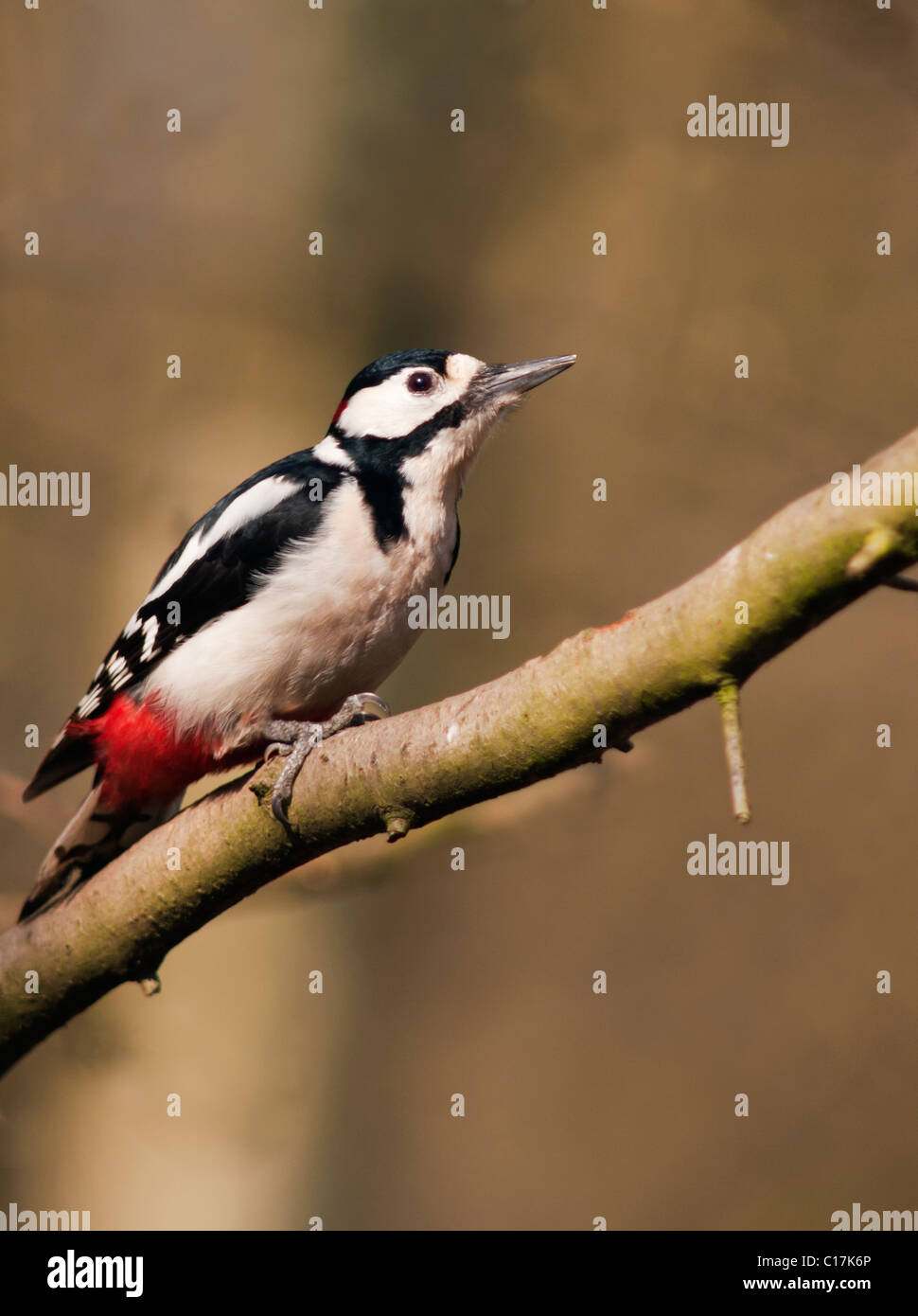 Great Spotted Woodpecker (Dendrocopos major) on tree trunk looking for insects Stock Photo