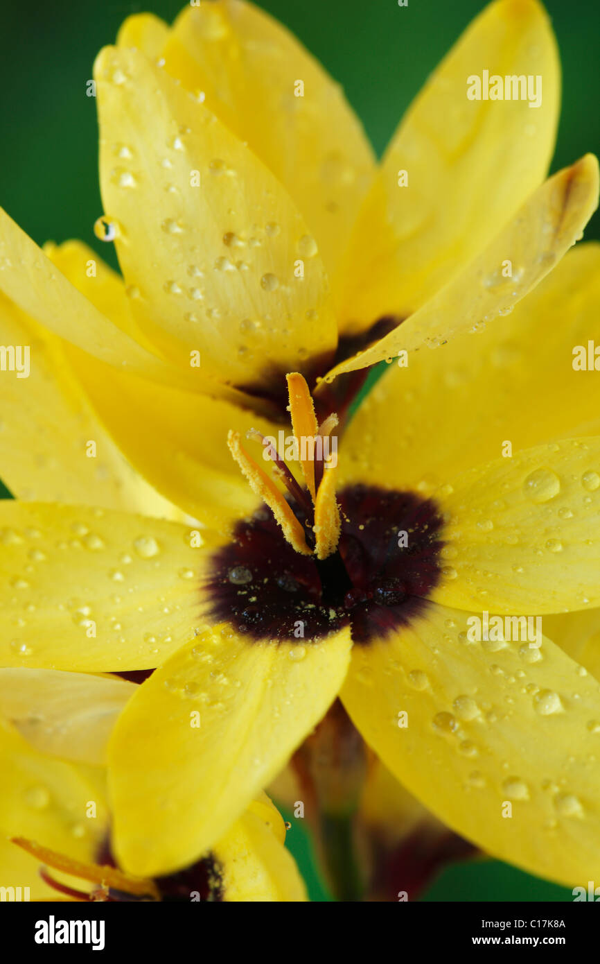 Ixia 'Yellow Emperor' Corn lily June Stock Photo