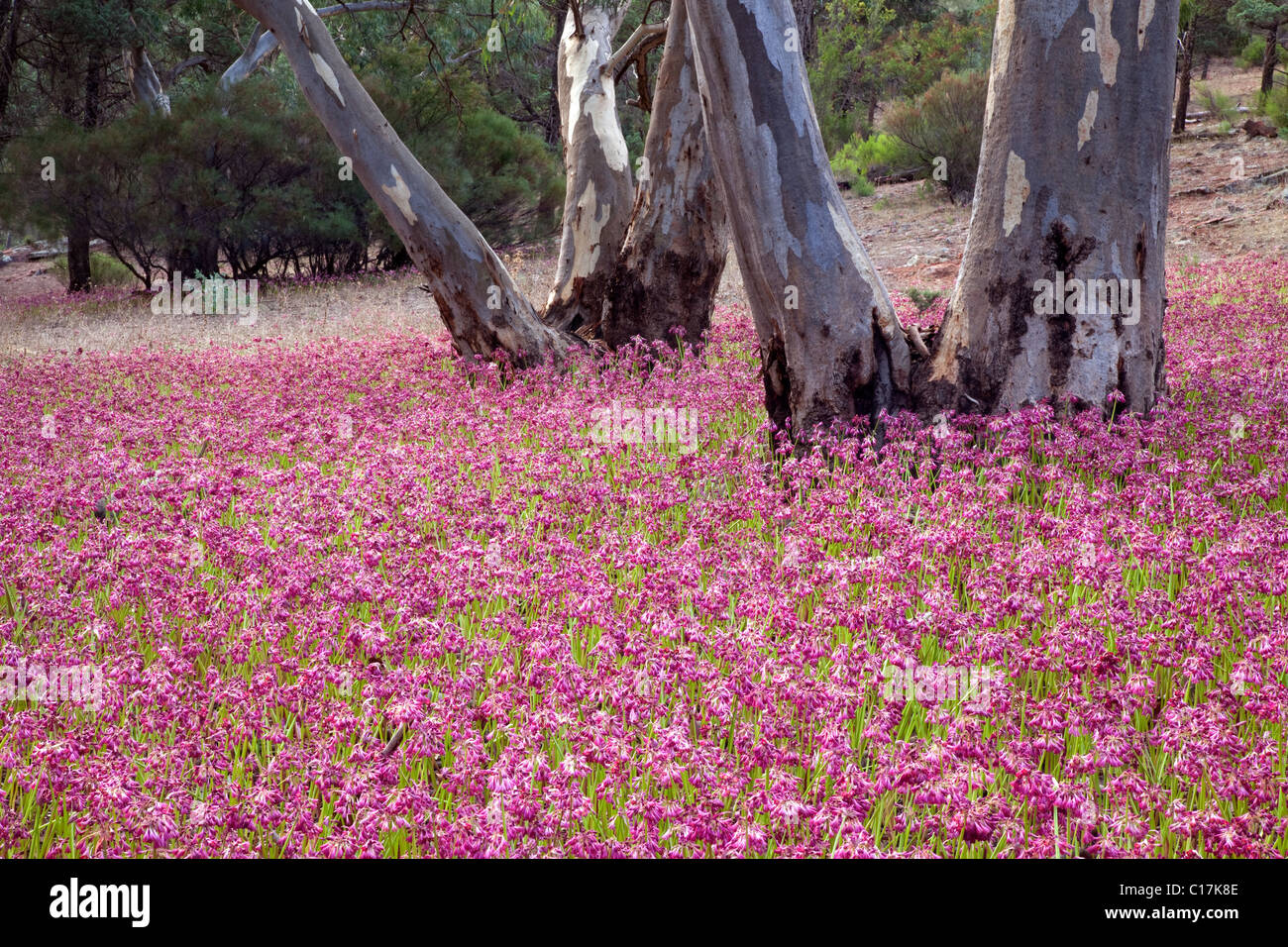 garland lilies (Calostemma purpureum), Flinder Ranges National Park