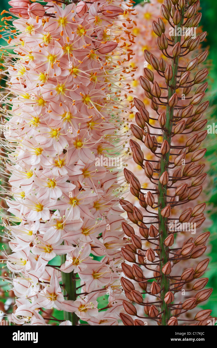 Eremurus 'Oase' Foxtail lily, Desert candle Flowers and flower buds June Stock Photo
