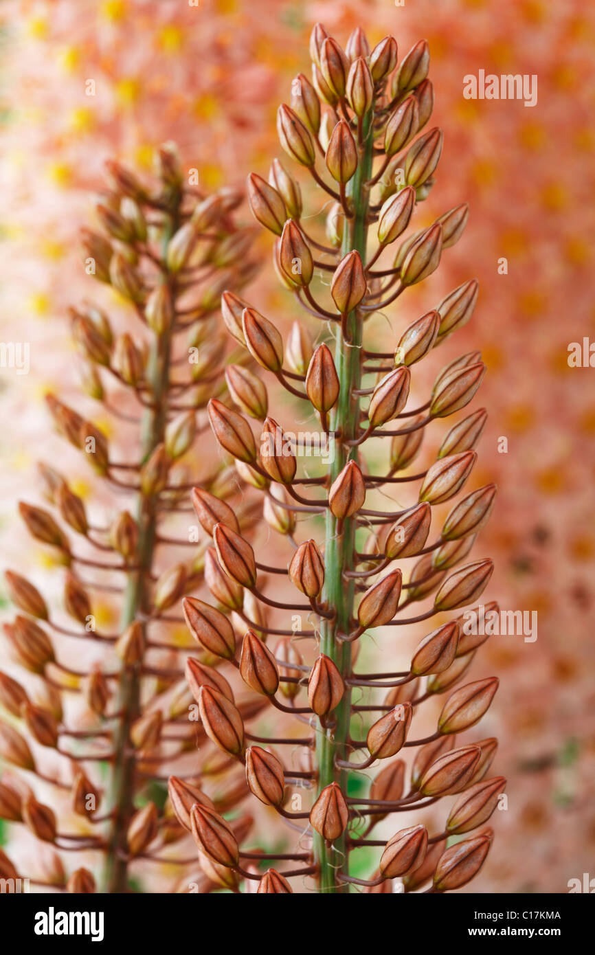 Eremurus 'Oase' Foxtail lily, Desert candle Flower buds June Stock Photo