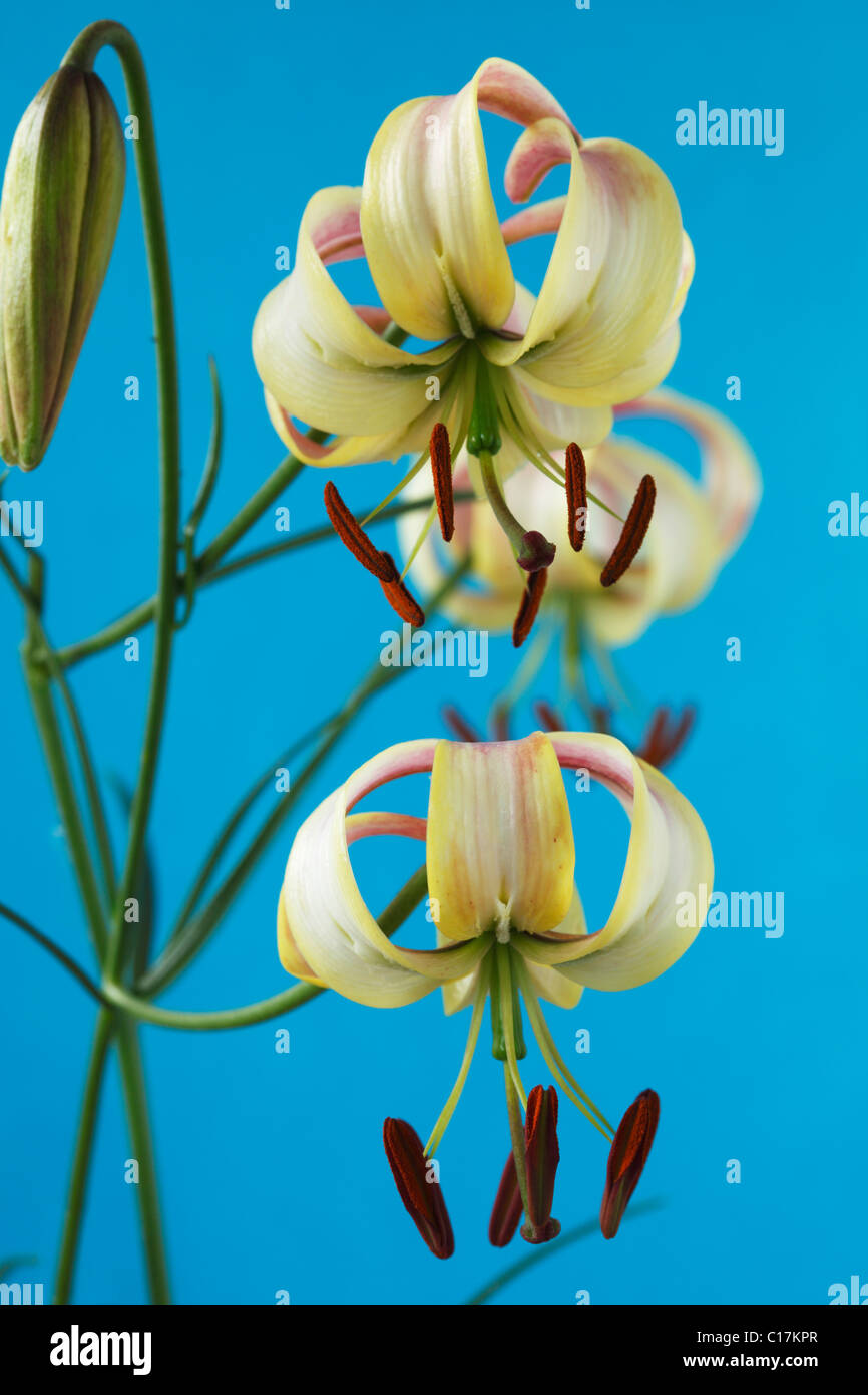 Lilium cernuum 'Album' Nodding lily June Stock Photo