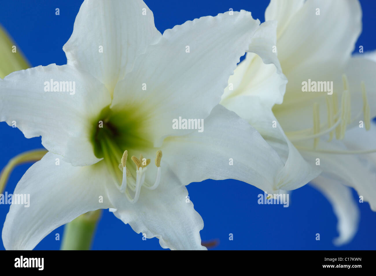 Hippeastrum 'Swan Lake' Amaryllis Sonatini hybrid Hardy outdoor hippeastrum  June Stock Photo - Alamy