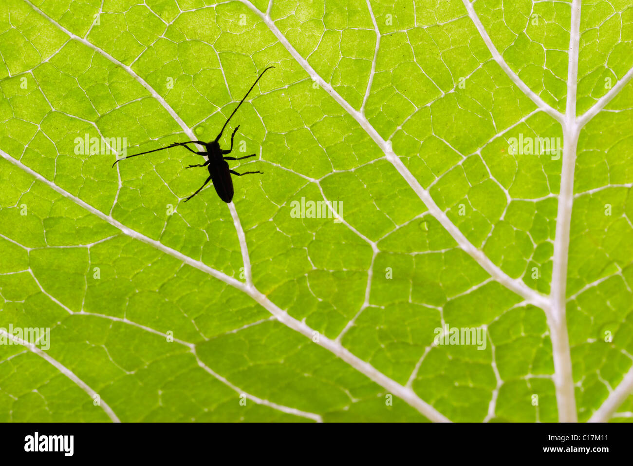 Silhouette of a longhorn beetle on a green leaf with nice veins and drops of water. Stock Photo