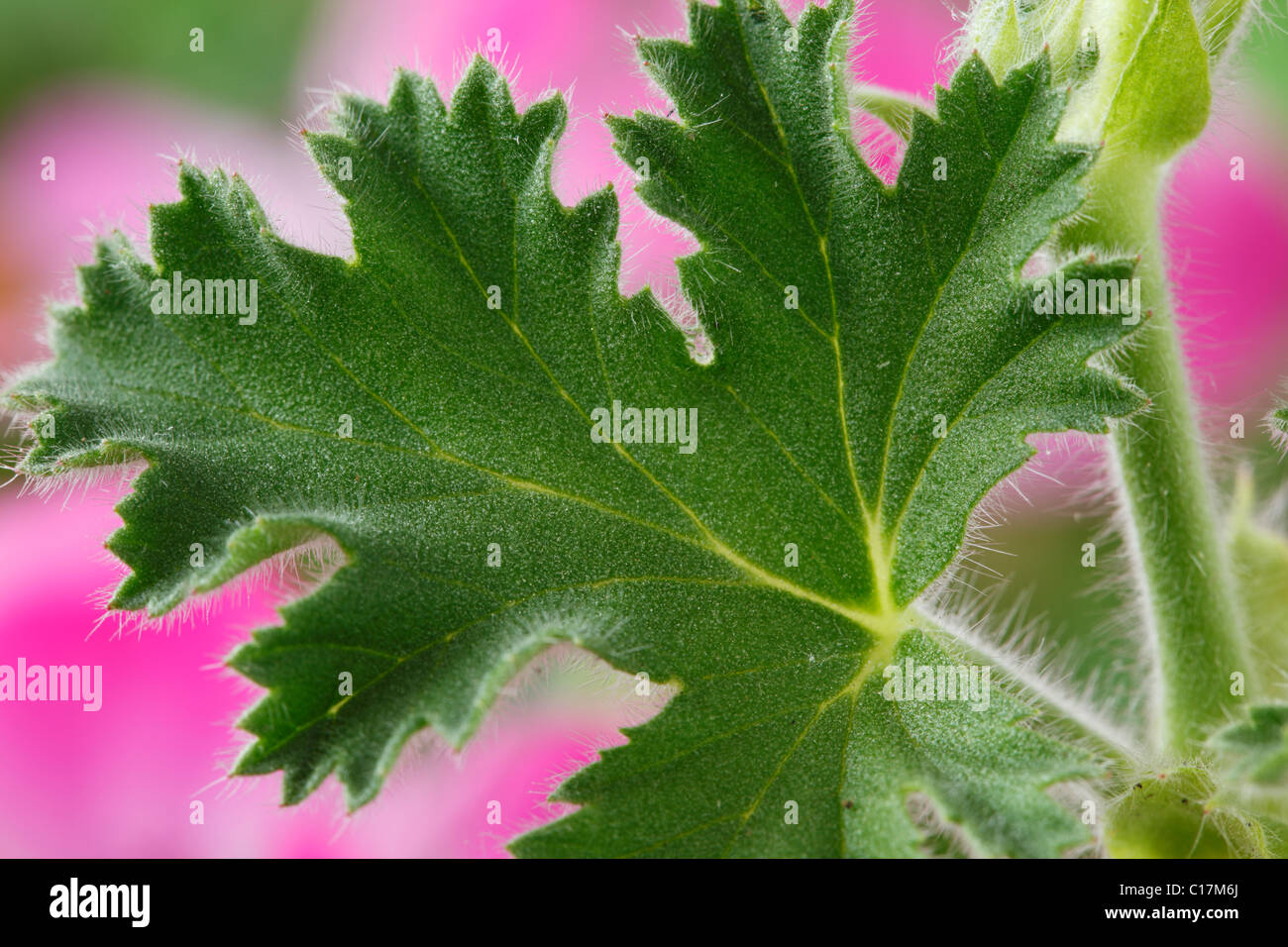 Pelargonium 'Pink Capricorn' Geranium Scented-leaved also known as 'Pink Capitatum' Leaf on plant stem June Stock Photo