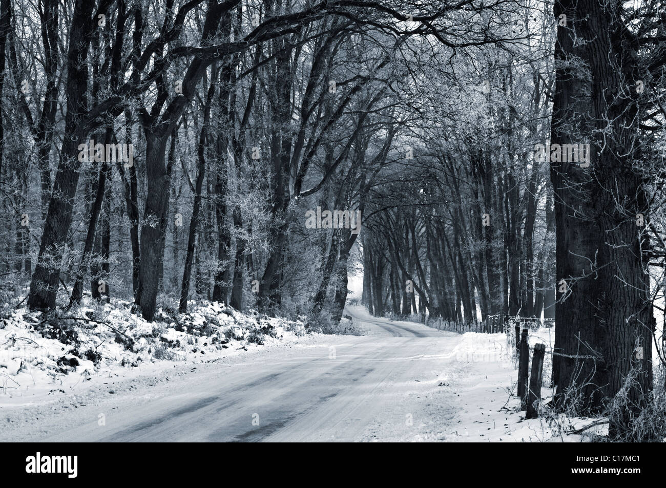 An empty road through a snowy wood in the Netherlands Stock Photo