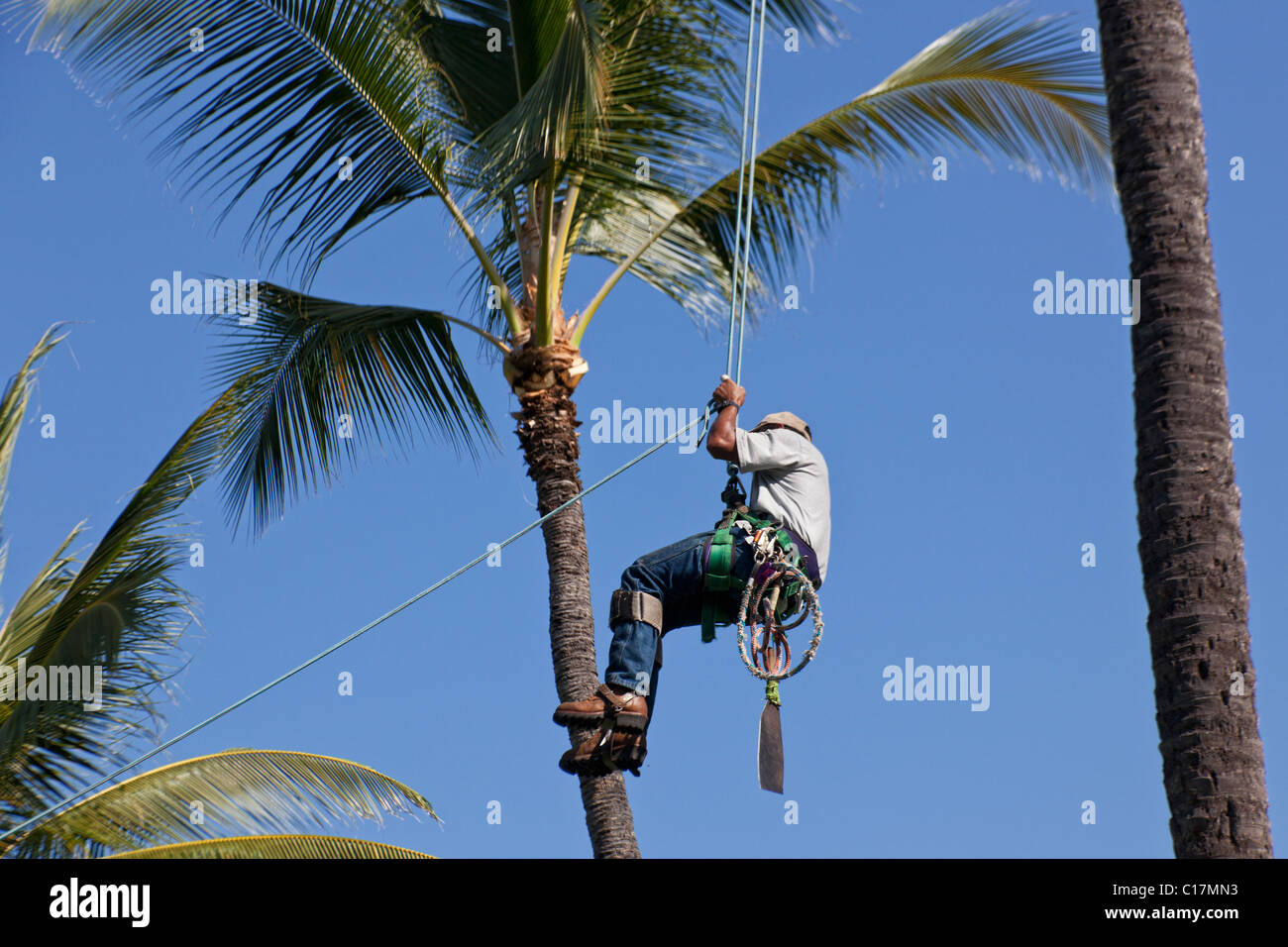 Tree trimmer working on coconut palms in Hawaii Stock Photo Alamy