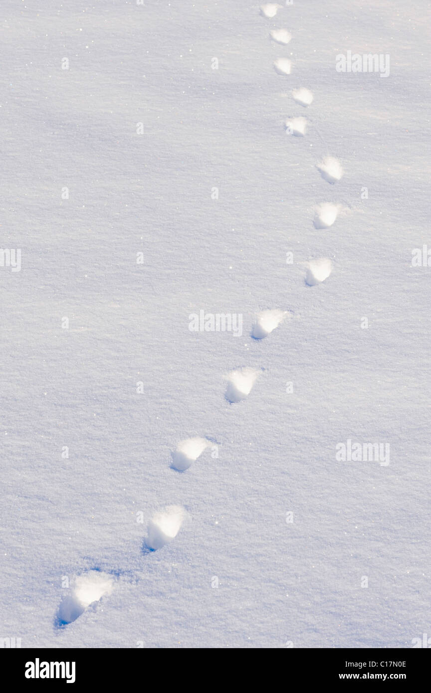 Fox tracks in the snow Stock Photo Alamy