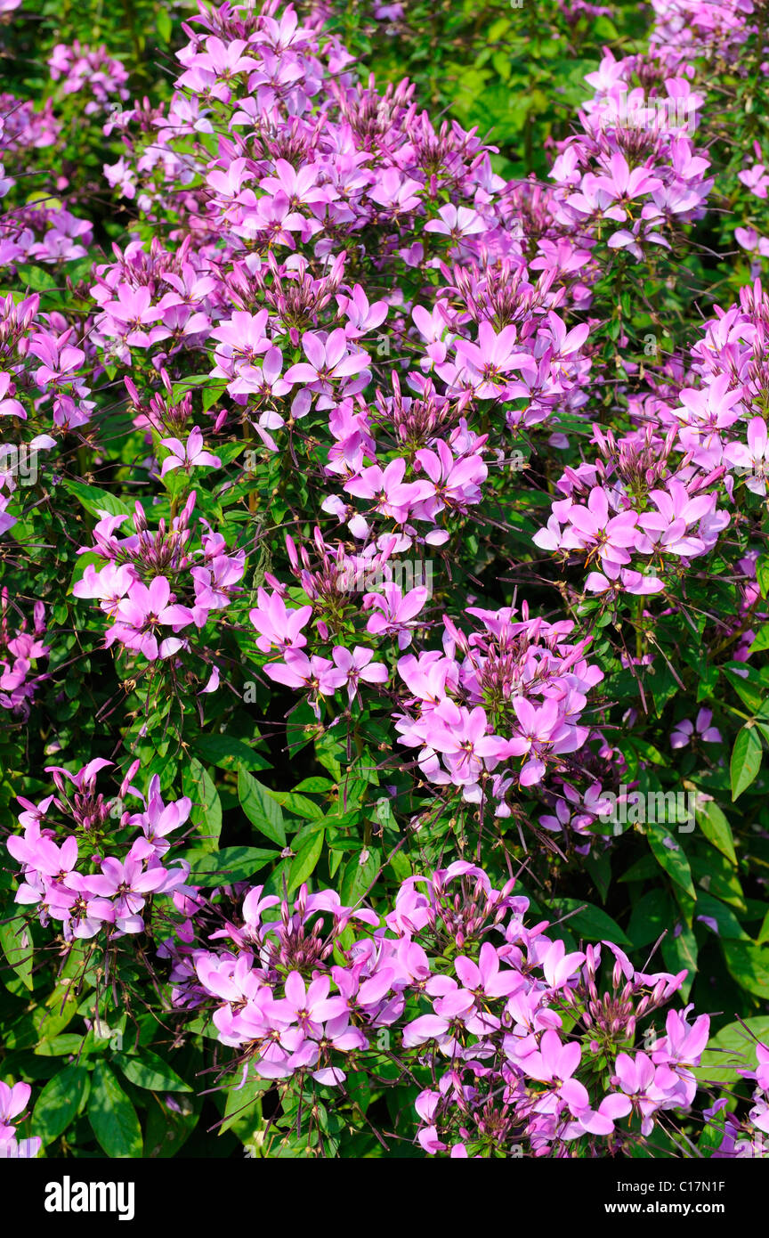 Spider Flower (Cleome spinosa), Senorita Rosalita, Summer Plant of the Year, 2008, from Bavarian gardeners Stock Photo