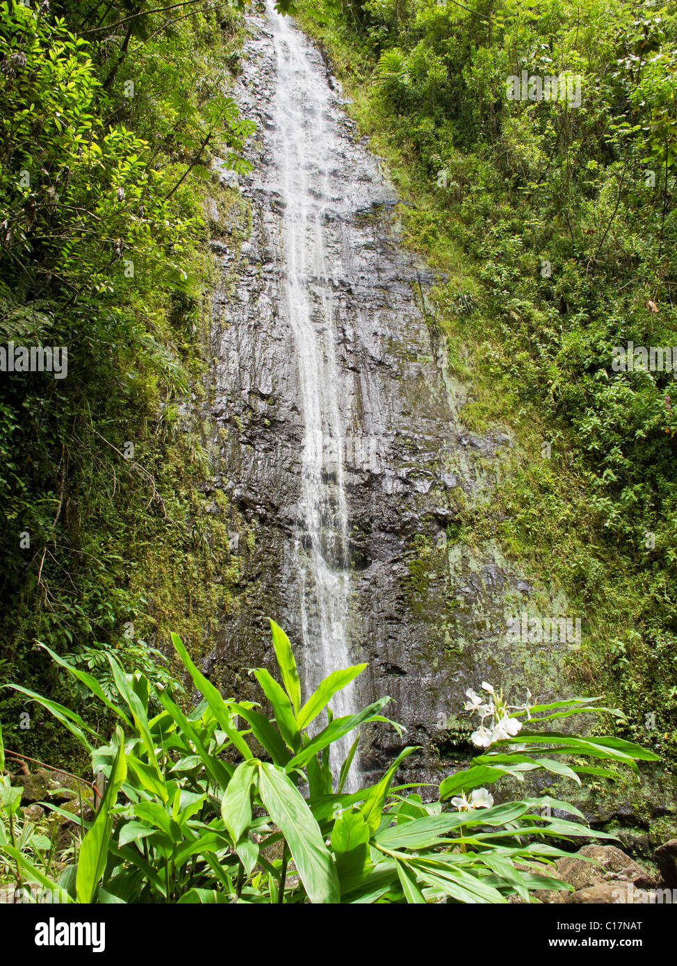 Manoa Falls in Manoa Valley on Oahu,Hawaii. Stock Photo