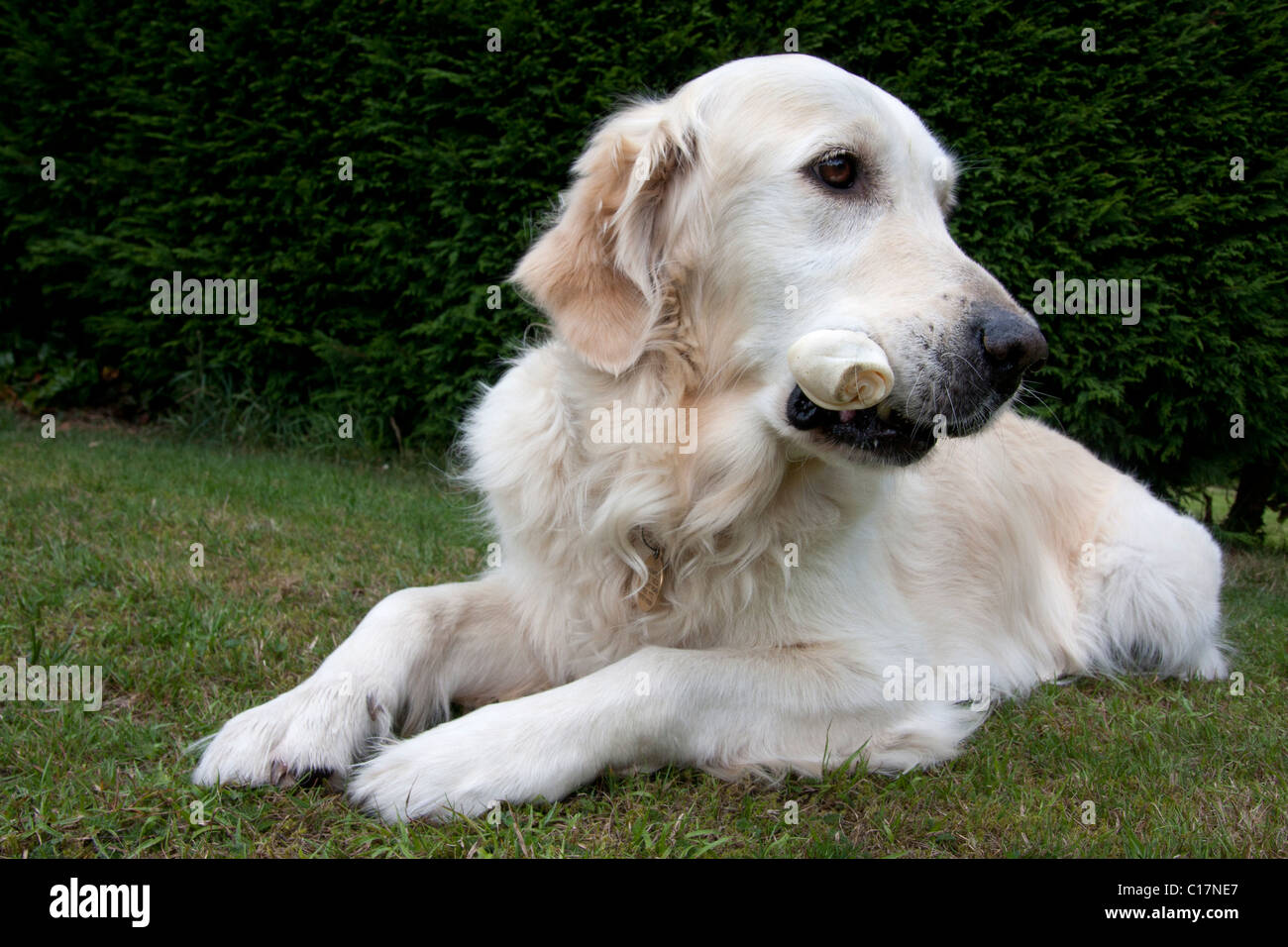 golden retriever with chew Stock Photo - Alamy