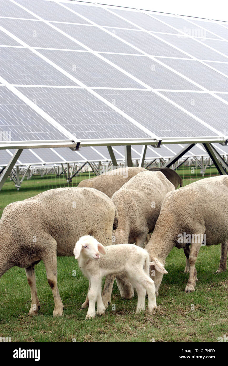 Merino Sheep grazing beneath solar panels in a Solar Power Plant in Pocking, Bavaria, Germany, Europe Stock Photo