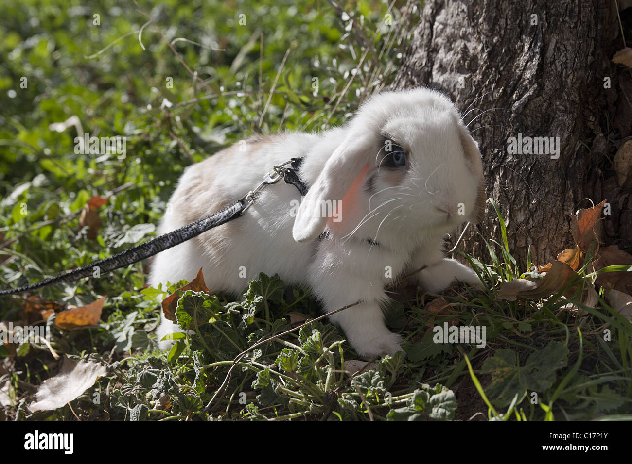 pet baby rabbit wearing harness Stock Photo - Alamy