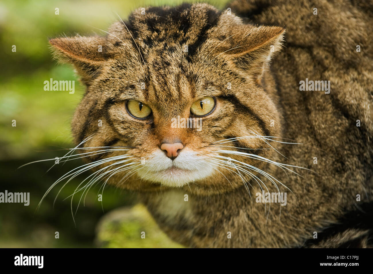 Scottish Wildcat (Felis silvestris) Captive Port Lympne Wild Animal Park, Kent, UK Stock Photo