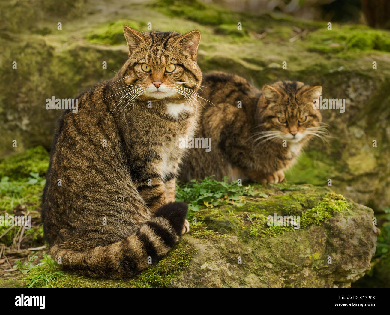 Scottish Wildcat Felis Silvestris Captive Port Lympne Wild Animal Park Kent Uk Stock Photo Alamy