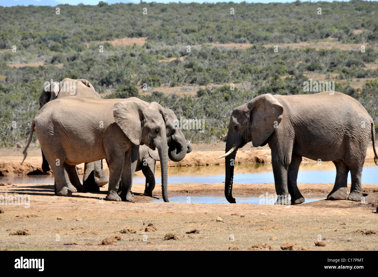 African Bush Elephants (Loxodonta africana) in the Addo National Park, South Africa Stock Photo