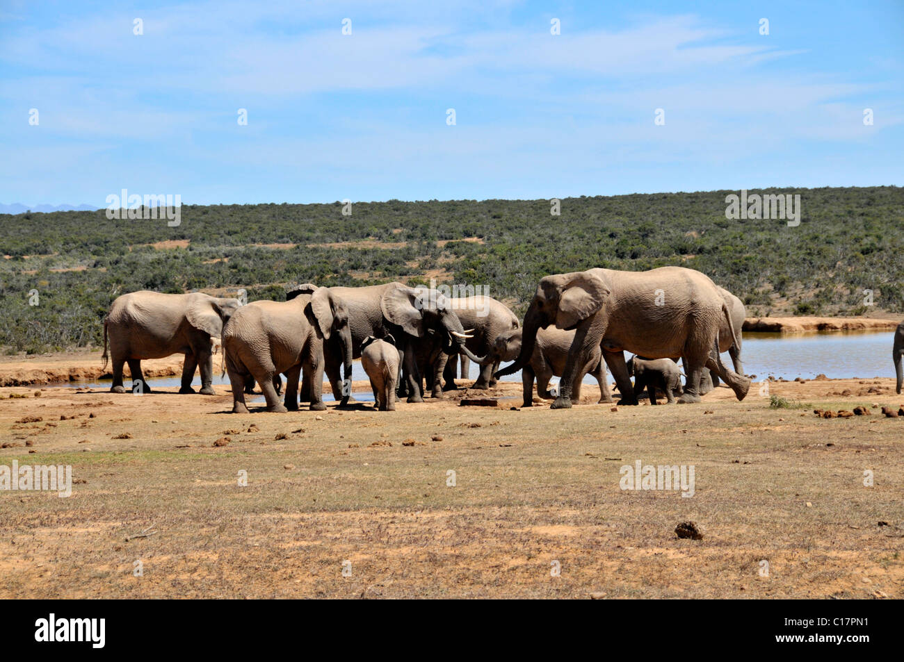 African Bush Elephants (Loxodonta africana) in the Addo National Park, South Africa Stock Photo
