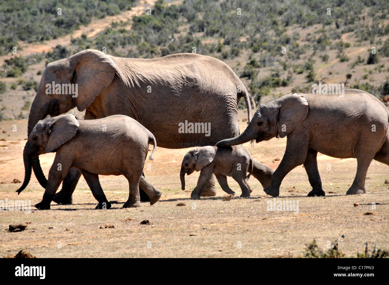 African Bush Elephants (Loxodonta africana) in the Addo National Park, South Africa Stock Photo