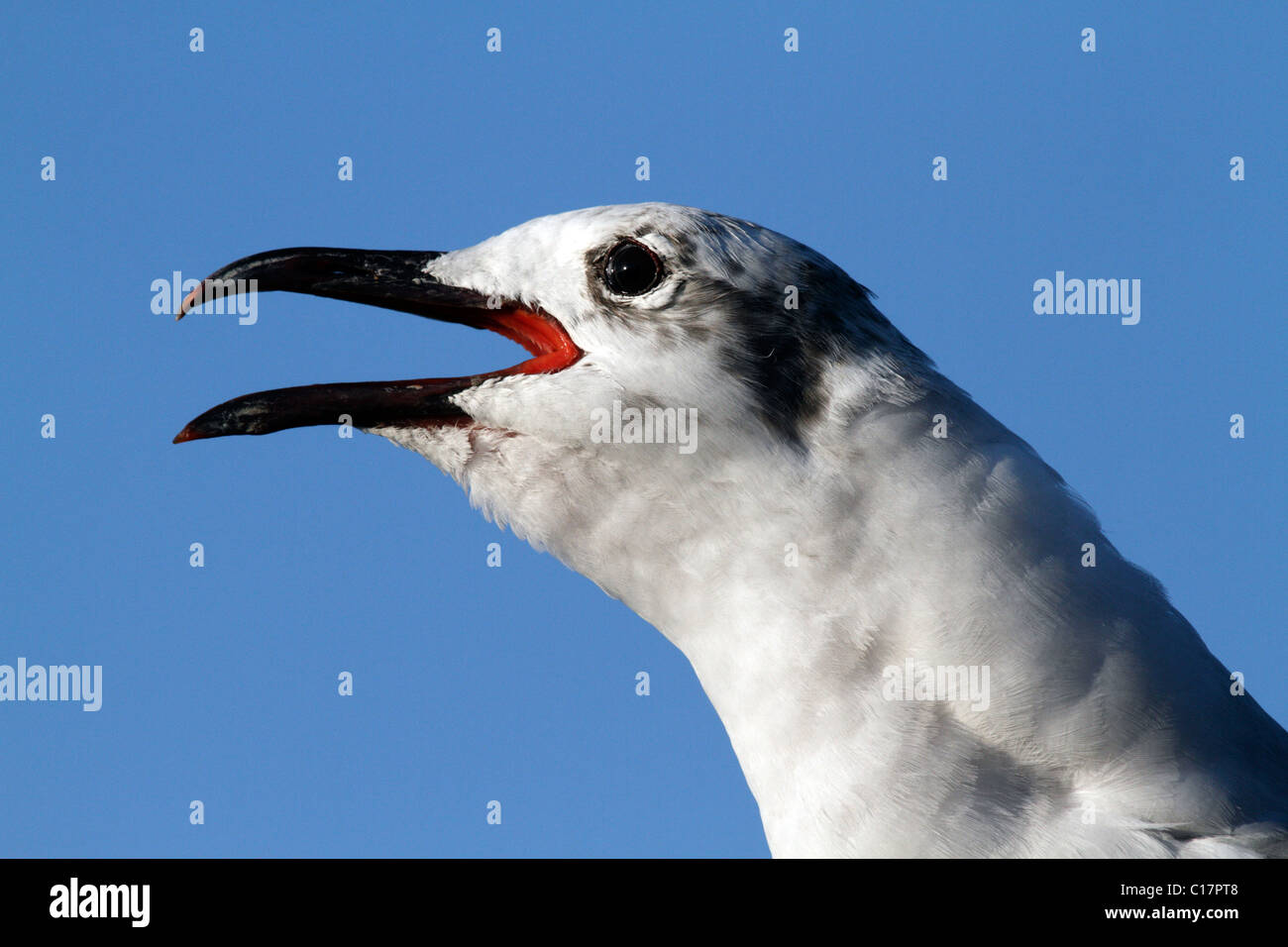 Laughing Gull, Larus atricilla, at Flamingo Ranger Station, Everglades, Everglades National Park, Florida Stock Photo