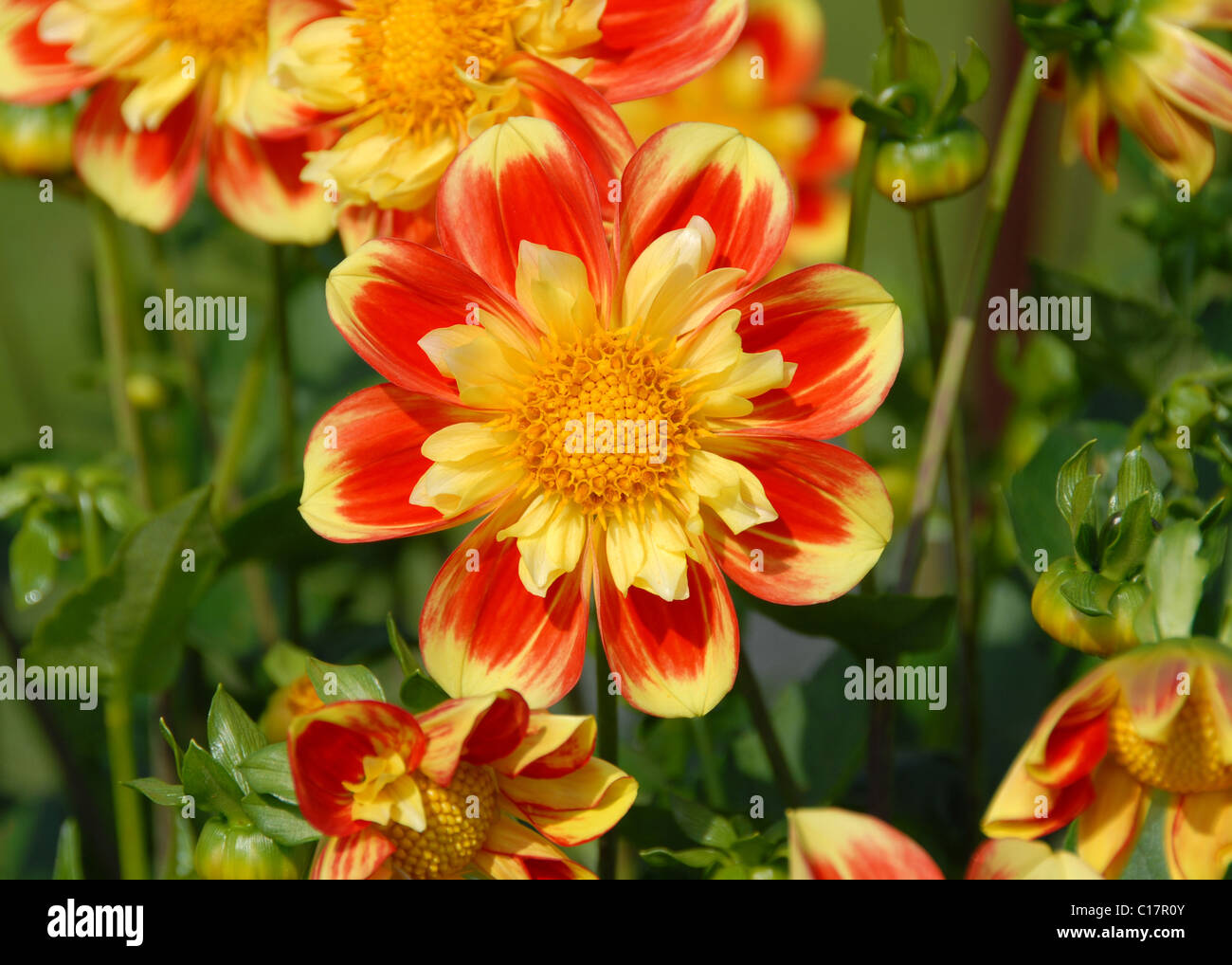 red and yellow collerette bedding Dahlia 'Pooh' Stock Photo