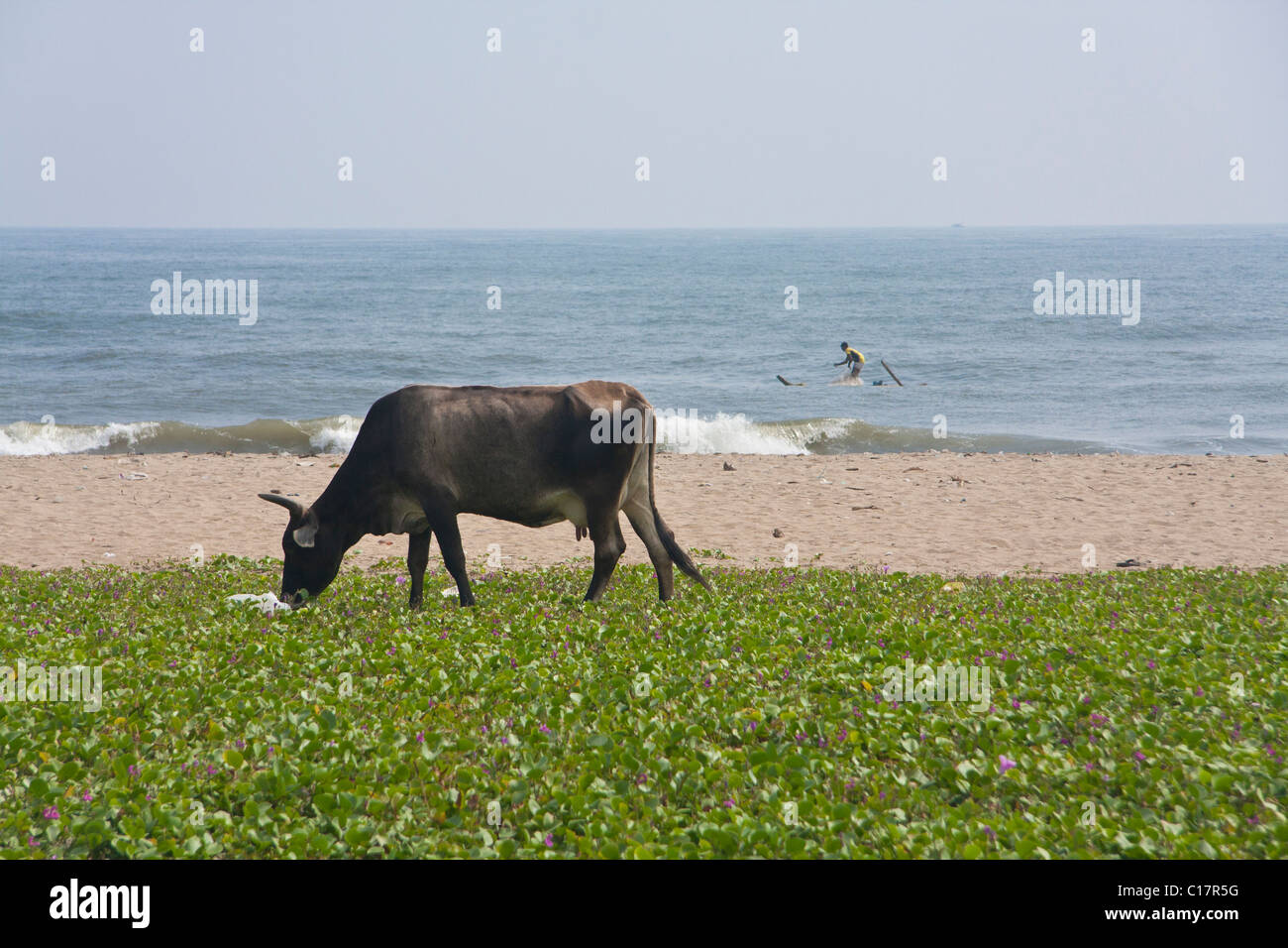 Cow at the beach eating green grass Stock Photo