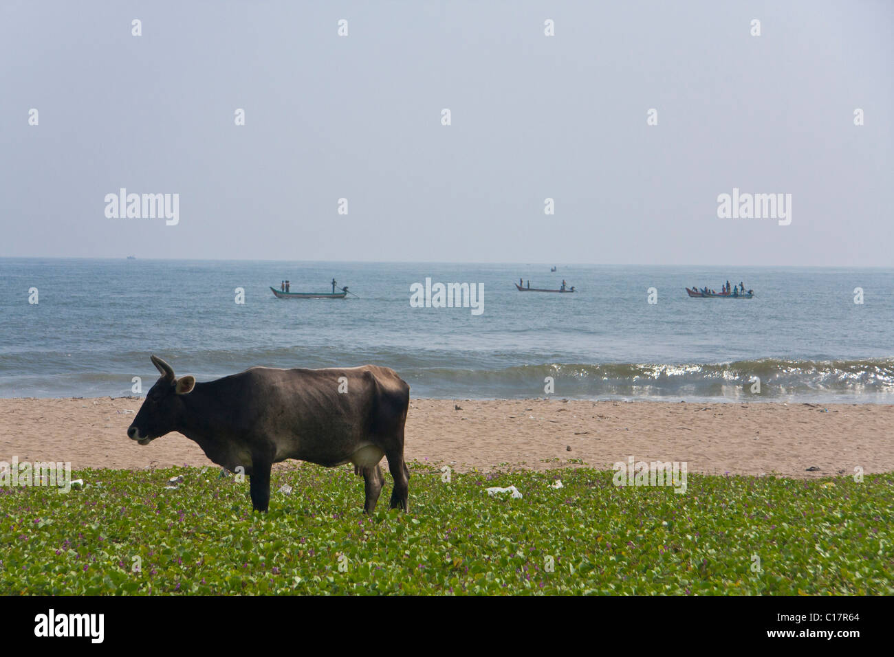 Cow on the beach and boats at the background Stock Photo