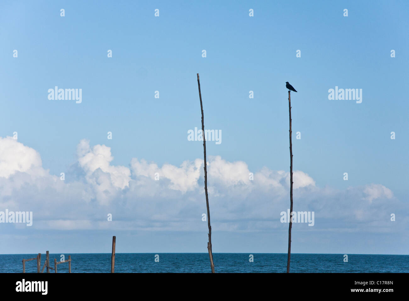 Black bird on the top of a tall pole at the beach Stock Photo