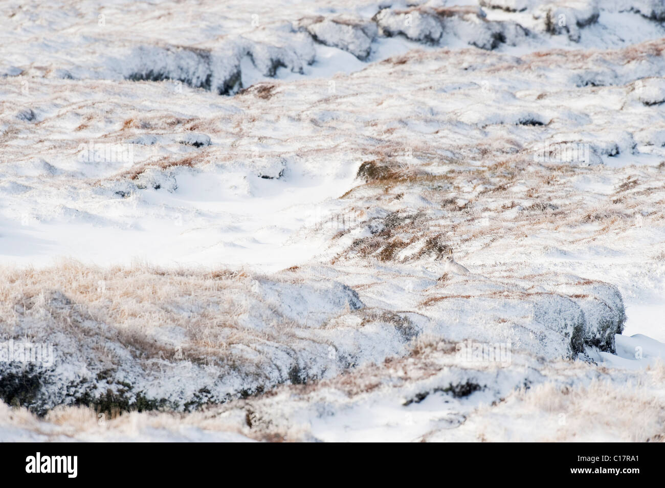 Mountain hare (Lepus timidus) in winter coat. Peak District, Derbyshire, UK Stock Photo