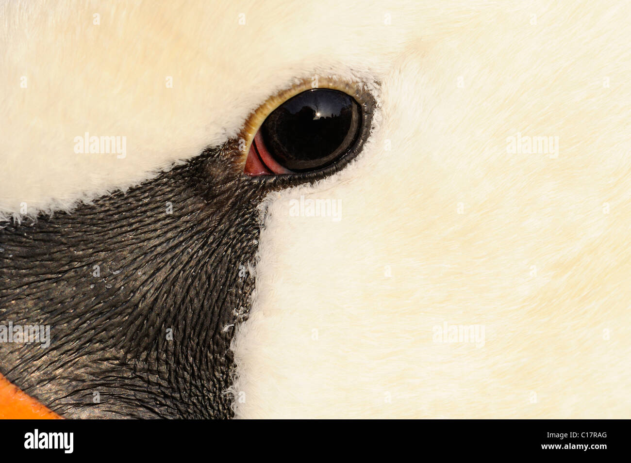 Swan eyes hi-res stock photography and images - Alamy