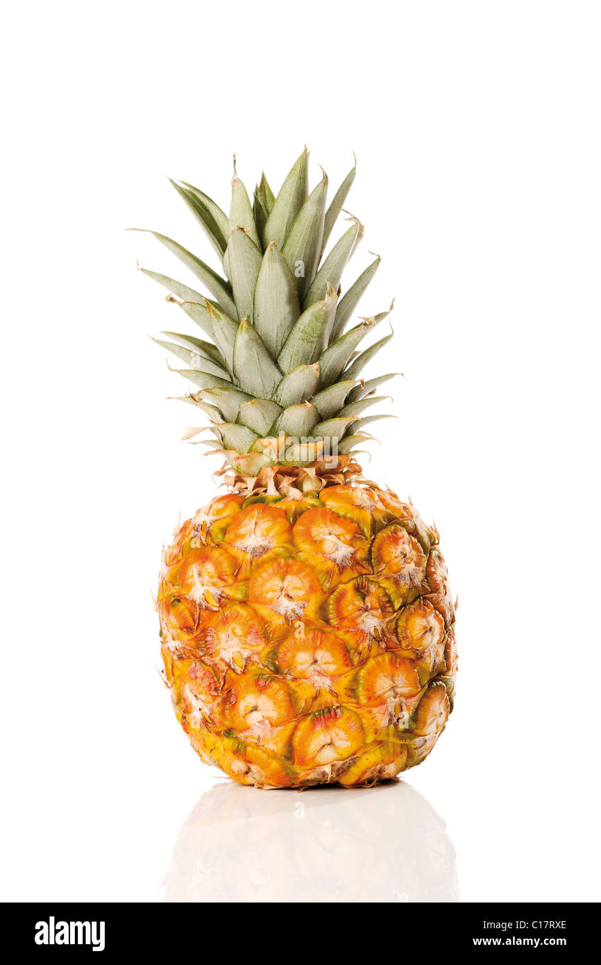 Baby pineapple (Ananas comosus) Stock Photo