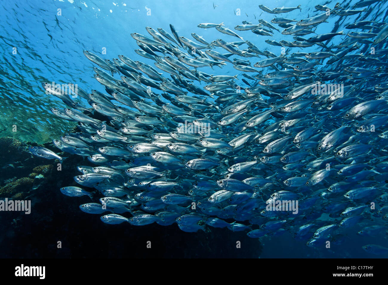 Shoal of Five-Barr-Tail-Fishes (Kuhlia mugil) swimming in open water, Hurghada, Brother Islands, Red Sea, Egypt, Africa Stock Photo