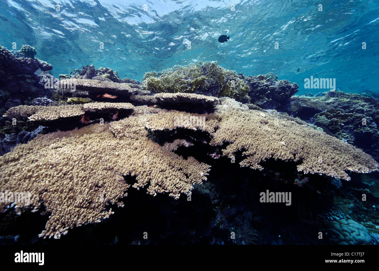 Typical coral reef with Acropara-Table-Coral (Acropora hyacinthus) and different reef fishes, Hurghada, Brother Islands, Red Sea Stock Photo