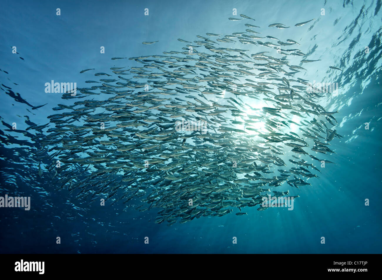 Shoal of Five-Barr-Tail-Fishes (Kuhlia mugil) swimming in the open water, Hurghada, Brother Islands, Red Sea, Egypt, Africa Stock Photo