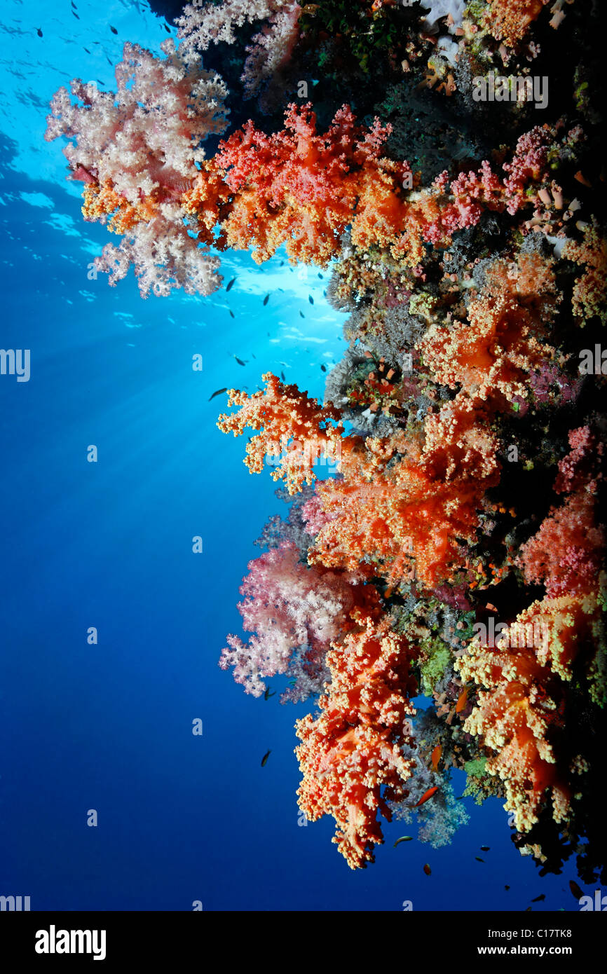 Coral reef with different red Soft Corals (Dendronephthya sp.) and sunbeams from the sea surface, Hurghada, Brother Islands Stock Photo