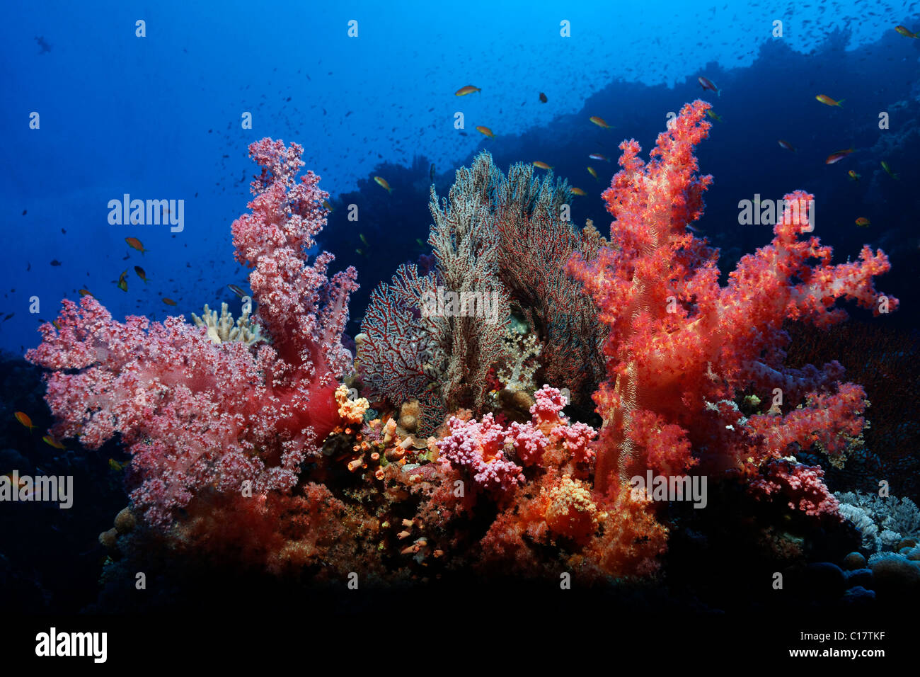 Coral reef with magnificent red Soft Corals (Dendronephthya sp.) and Sea Fans (Acabaria splendens), many small reef fishes Stock Photo