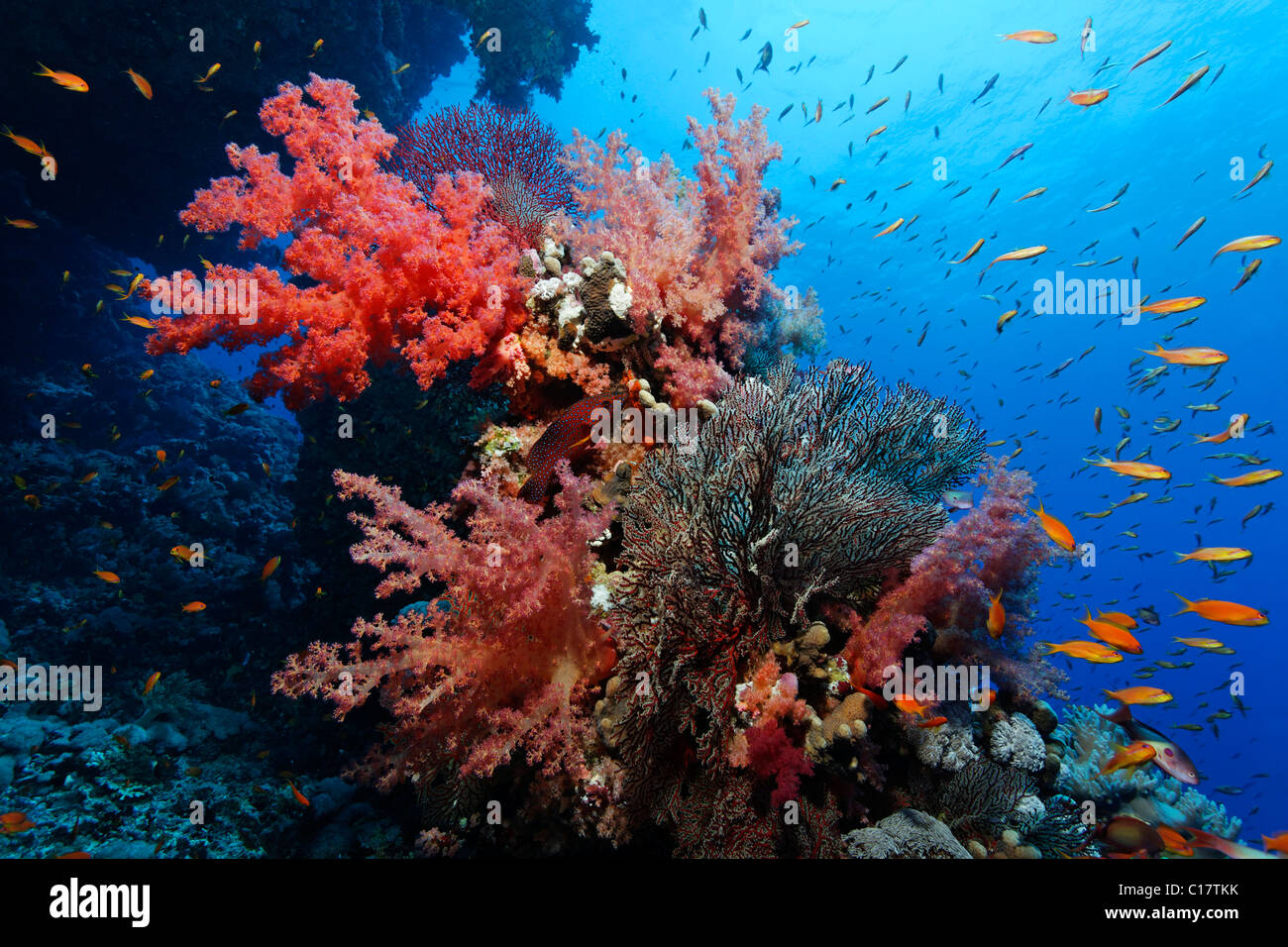 Coral reef with different soft corals and Fairy Basselets (Pseudoanthias sp.). under overhang, Hurghada, Brother Islands Stock Photo