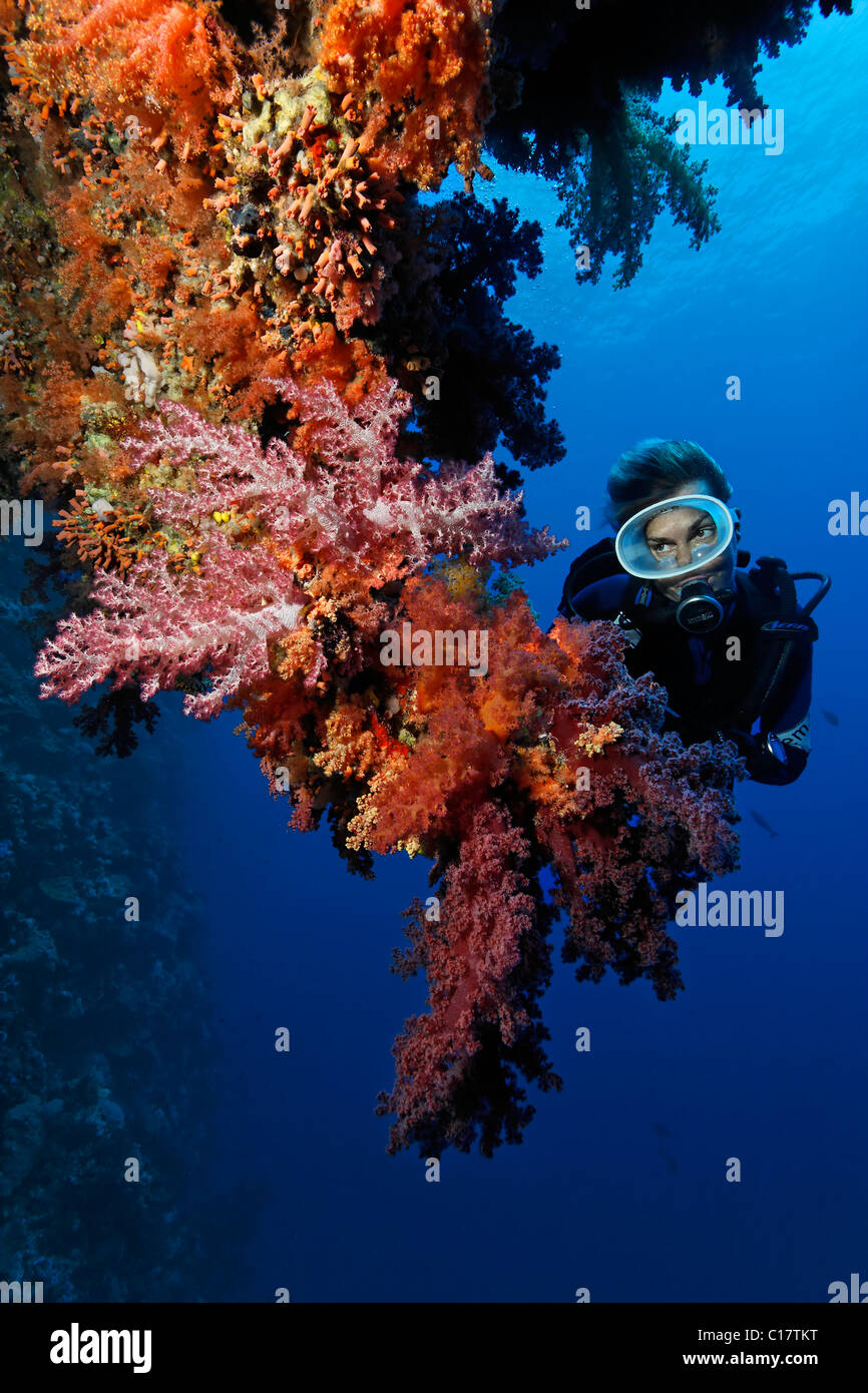 Scuba diver looking at hanging coral garden with different red soft corals, Hurghada, Brother Islands, Red Sea, Egypt, Africa Stock Photo