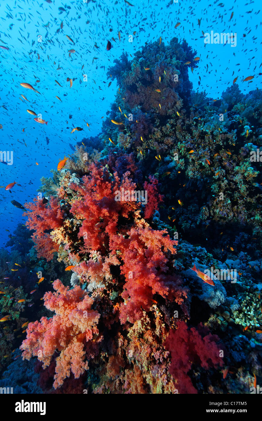 Coral reef with different red soft corals and Fairy Basselets (Pseudoanthias sp.). Hurghada, Brother Islands, Red Sea, Egypt Stock Photo