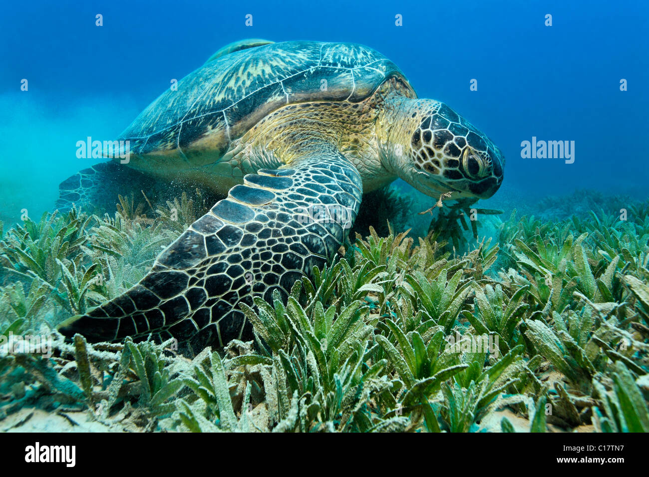 Green Sea Turtle (Chelonia mydas) feeding on sea weed in a meadow, Hurghada, Red Sea, Egypt, Africa Stock Photo