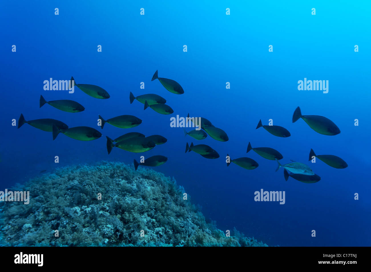 A shoal of Blue Spine Unicornfish (Naso hexacannthus), swimming above a coral reef, Hurghada, Red Sea, Egypt, Africa Stock Photo