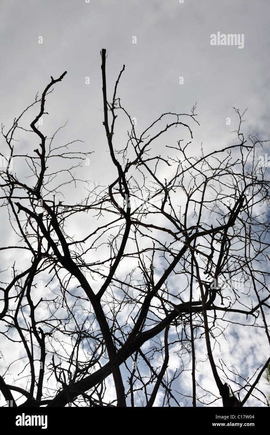 Tangled trees with blue sky hi-res stock photography and images - Alamy