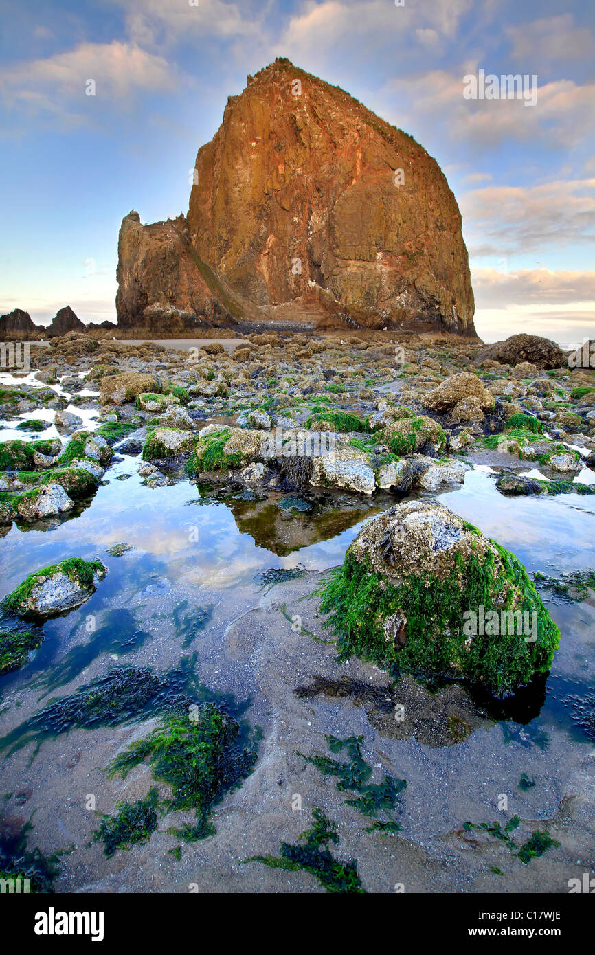 Haystack Rock in Cannon Beach Oregon at Low Tide Stock Photo - Alamy