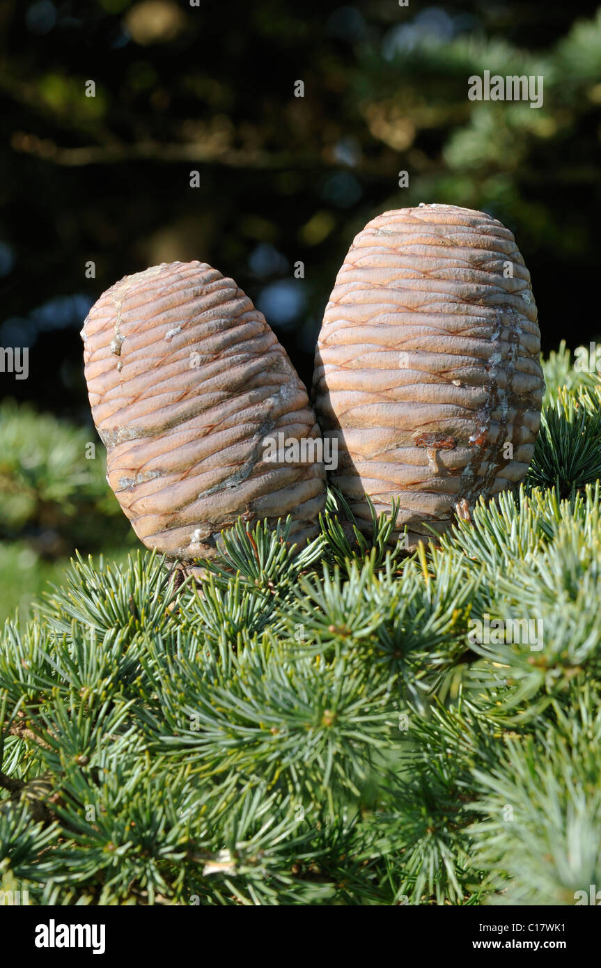 Cedar Of Lebanon Cones - Cedrus libani Stock Photo