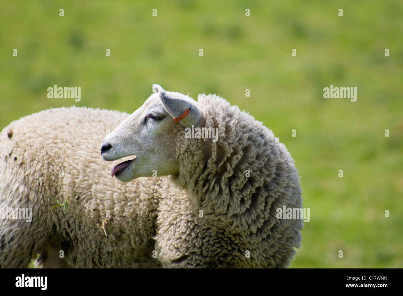 Sheep in a Dorset country side Stock Photo