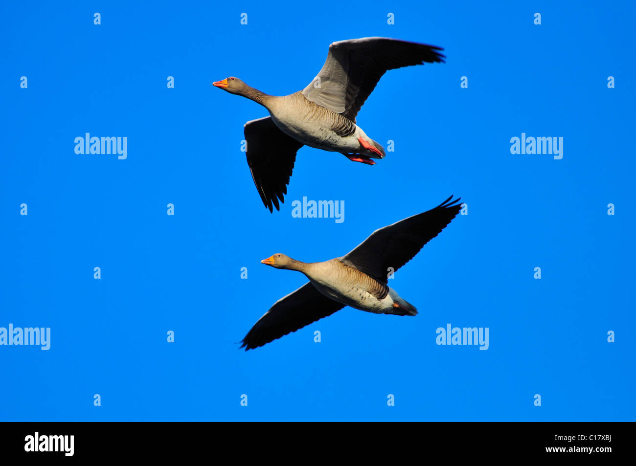 Greylag Geese (Anser anser) A Pair in flight over Bedfordshire Stock Photo