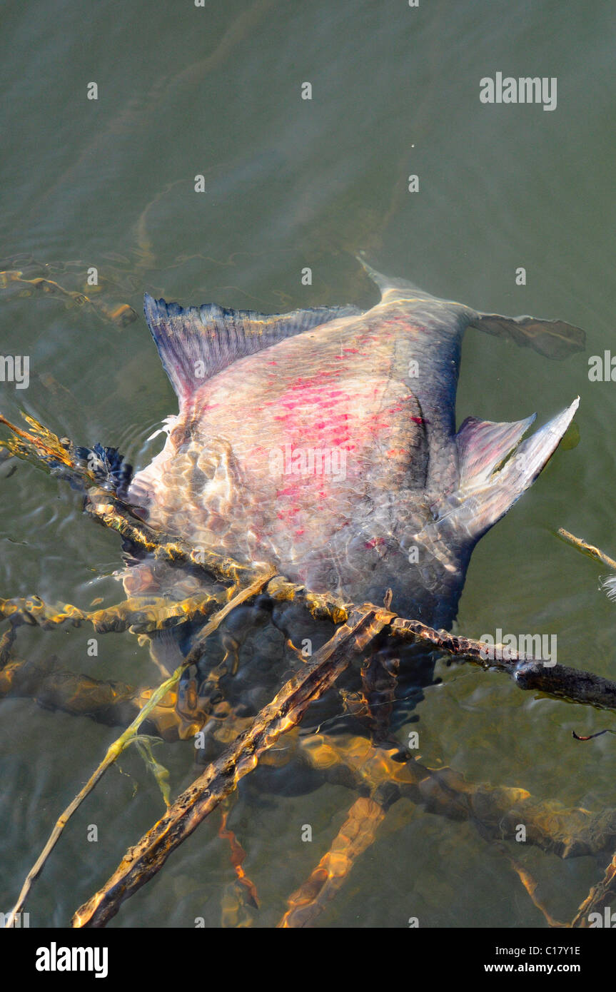 A large dead fish that looks like a Piranha in river in Bedfordshire Stock Photo