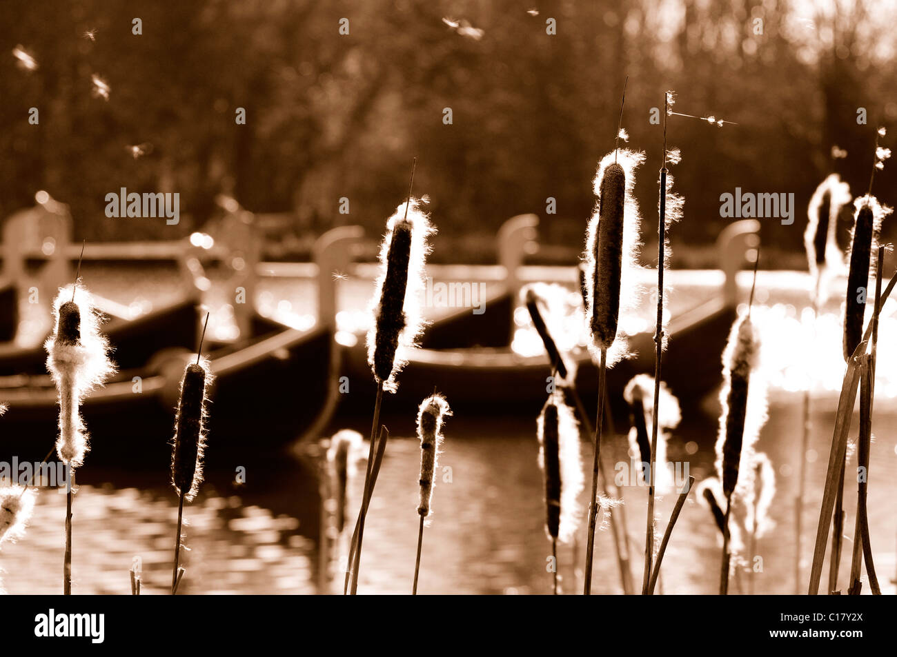 Bulrush swaying in the wind with viking boats in background Stock Photo