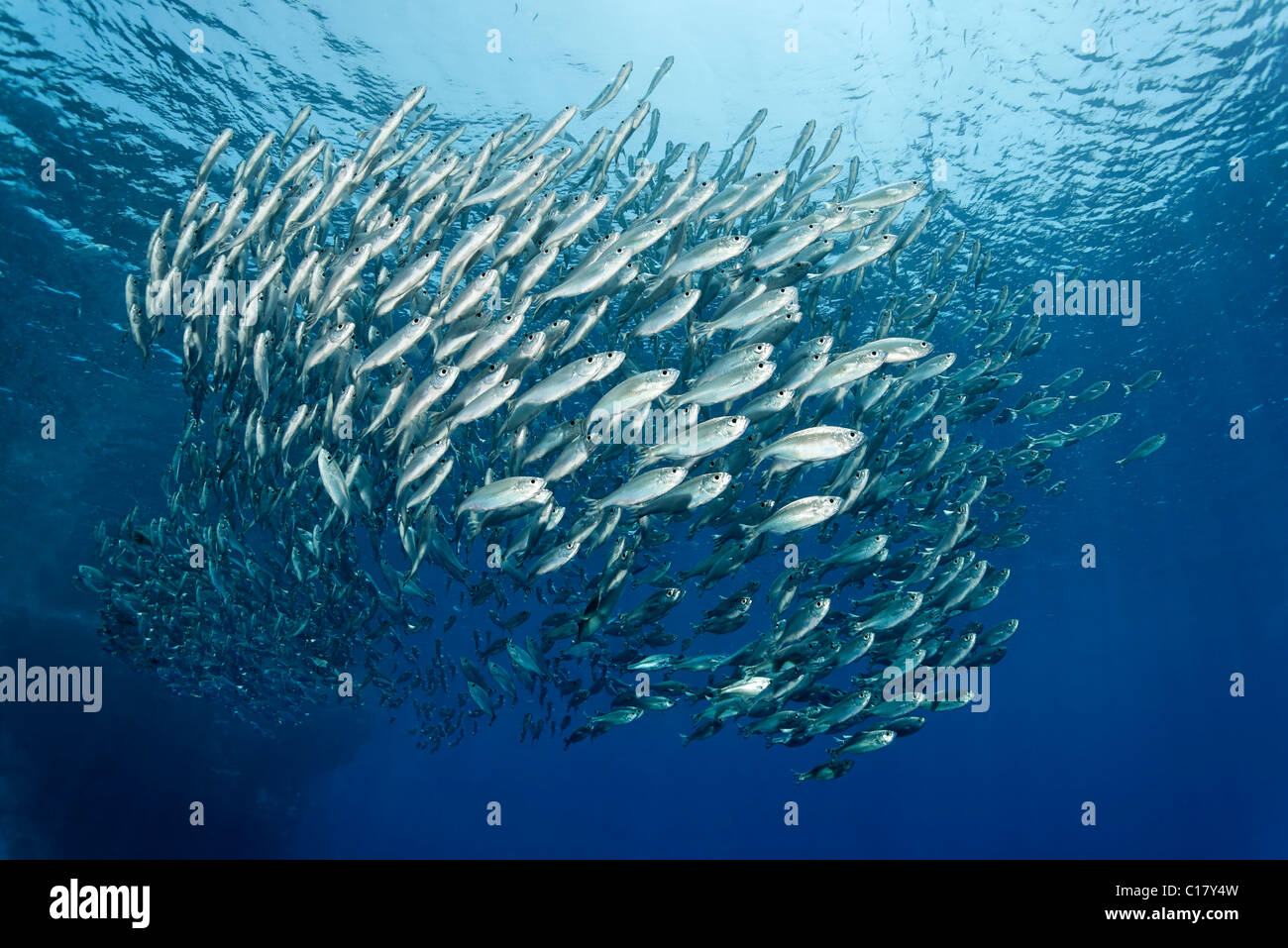 A shoal of Five-Barr-Tail-Fishes (Kuhlia mugil) swimming in open water, Hurghada, Brother Islands, Red Sea, Egypt, Africa Stock Photo