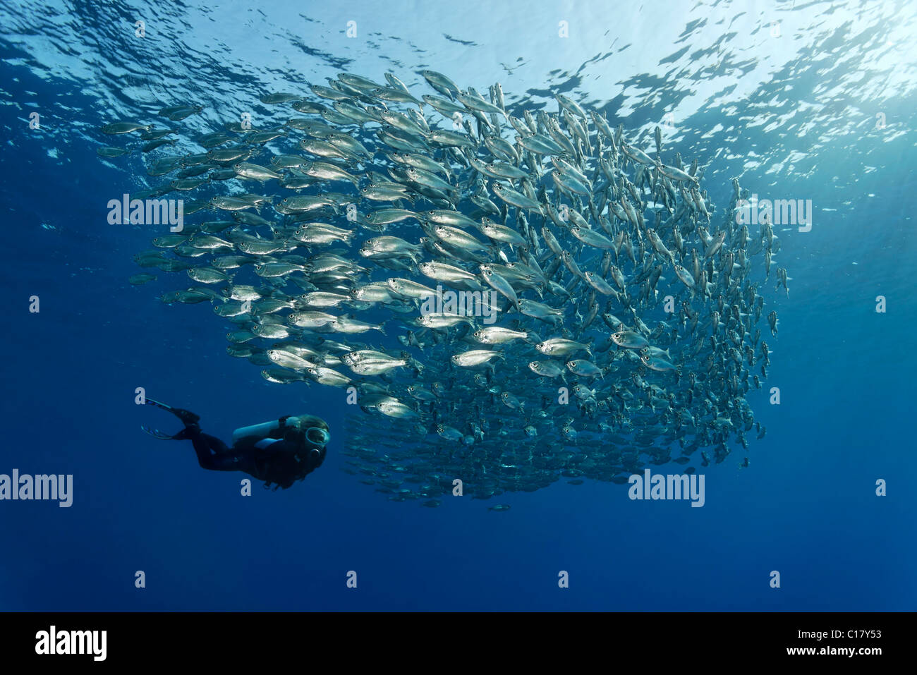Female scuba diver watching a shoal of Five-Barr-Tail-Fishes (Kuhlia mugil) in open water, Hurghada, Brother Islands, Red Sea Stock Photo